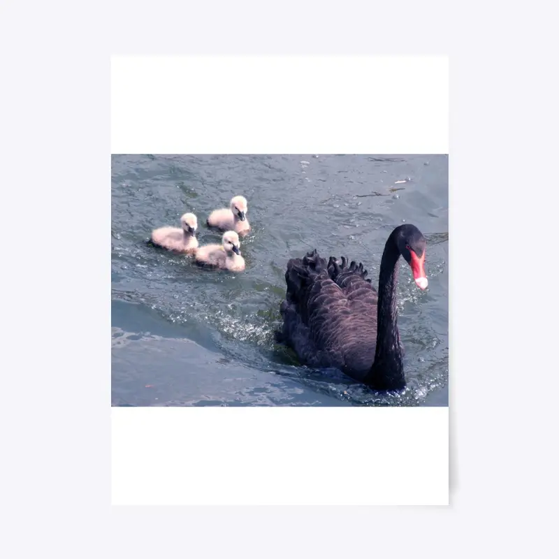 Black swan family